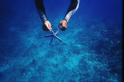 A starfish found during a snorkeling trip in Tonga.  The seas were so rough that the Tongan leader often brought up items from deeper in the ocean so I could have a closer look.