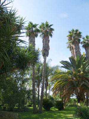 Palm trees grown tall through the years punctuate the garden Il Biviere — Sicily.