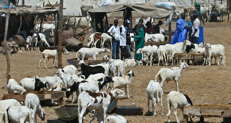 Animal market in Dakar, Senegal.