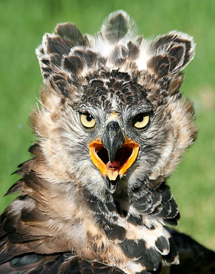 This recently captured crowned eagle was placed at a refuge in Cape Town’s Winelands.