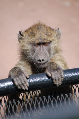 A young baboon (on our front bumper) in the forest inside Ngorongoro Crater, Tanzania.