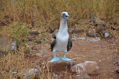 A blue-footed boobie seen while touring the Galápagos Islands.