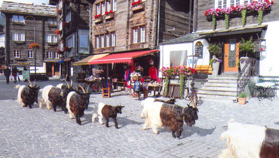 Black-and-white goats are led through Zermatt twice a day during the summer.