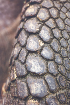 Close-up of a leg of a giant tortoise — Galápagos Islands. Photo: Tykol