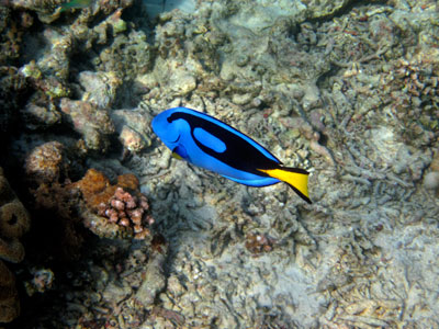 Palette surgeonfish off of Kri Island, Raja Ampat, Indonesia. Photo: Paul Wicklund (using a Canon PowerShot D10 underwater camera)