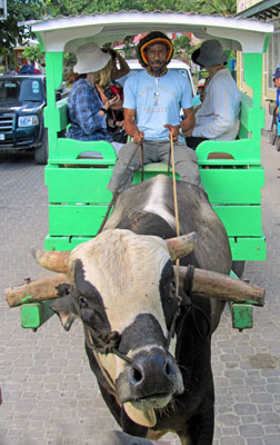 Newly arrived visitors taking an oxcart to their hotel on La Digue.