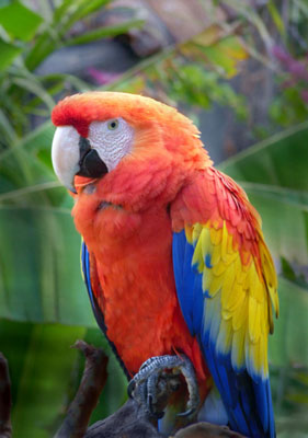 Macaw at Lake Atitlan, Guatemala. Photo: Charles Burke (with Panasonic Lumix DMC-FZ35)