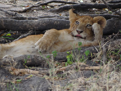 Lion cub in the Serengeti, Tanzania. Photo: Deb Prickitt (using a Sony Cybershot DSC-HX100)