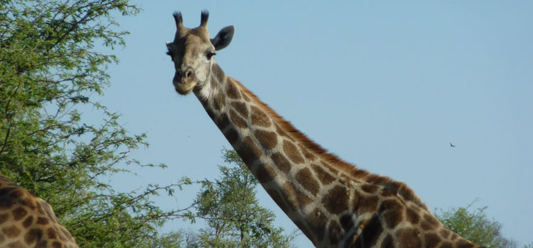 A curious giraffe in the bush in the Okavango Delta.