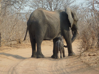 Elephant and calf.