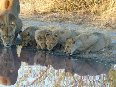 Mother lion and cubs at the watering hole behind the Tau Pan Lodge in the Central Kalahari Game Reserve, Botswana.