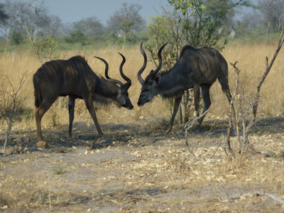 Two male kudos near the Lagoon Lodge — Botswana.