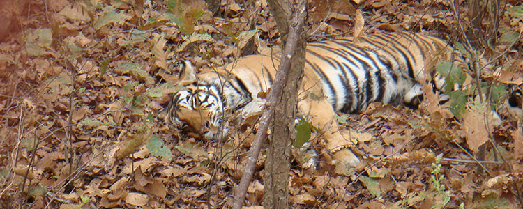 We spotted this tiger lying amongst the leaves.