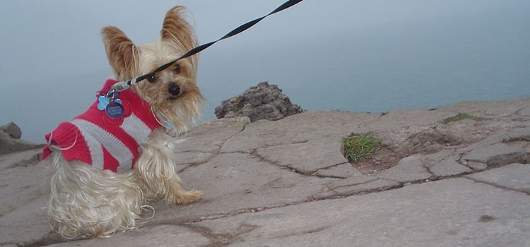 Charlie, out and about in France.