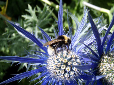 Bumblebee on a thistle in Cotehele, England. Photo by Marcia Brandes (using an Olympus Stylus Tough 6000)