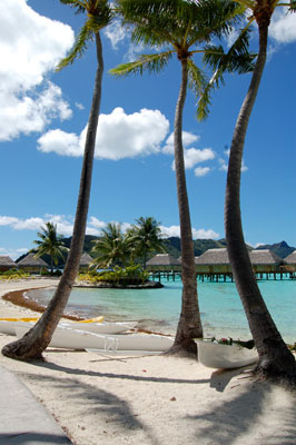 An azure sky, towering palms and turquoise waters — idyllic Bora Bora. Photo by Debi Shank