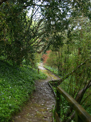 Paths, introduced by Sir Geoffrey, have made the garden accessible to visitors.