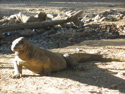 Having eaten a wild pig, this Komodo dragon relaxed, well satisfied.