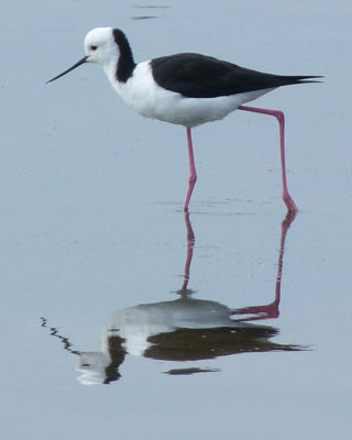 A black-winged stilt, seen on the coast between Wynnum and Manly.