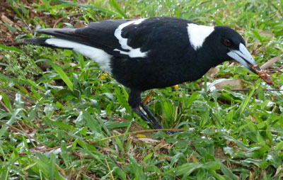 A magpie eating a grasshopper — Wellington Point.