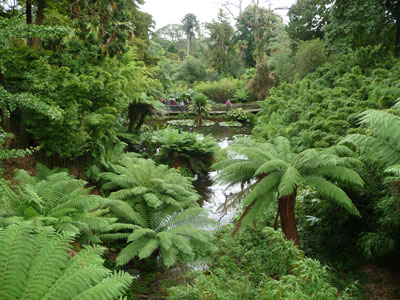 The Jungle covers eight acres within a steep-sided valley. Photo: Lorna Tremayne 