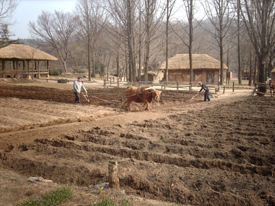 Plowing in the traditional way at the Korean Folk Village.