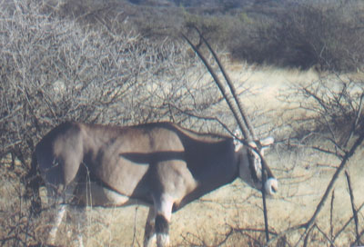 An oryx in Awash National Park. Photos: O’Brien