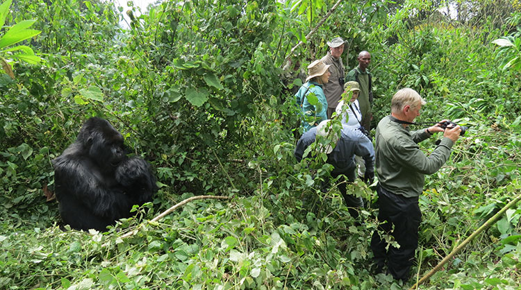 This photo shows just how close we got to the gorillas.