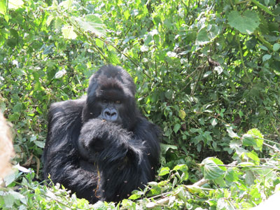 Charles, the head of the Umubano Group.