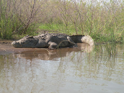 An enormous crocodile at Lake Chamo.