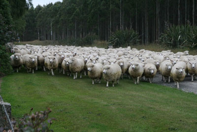 A common sight during a stay in the Catlins.