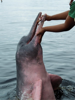 A pink river dolphin being fed.