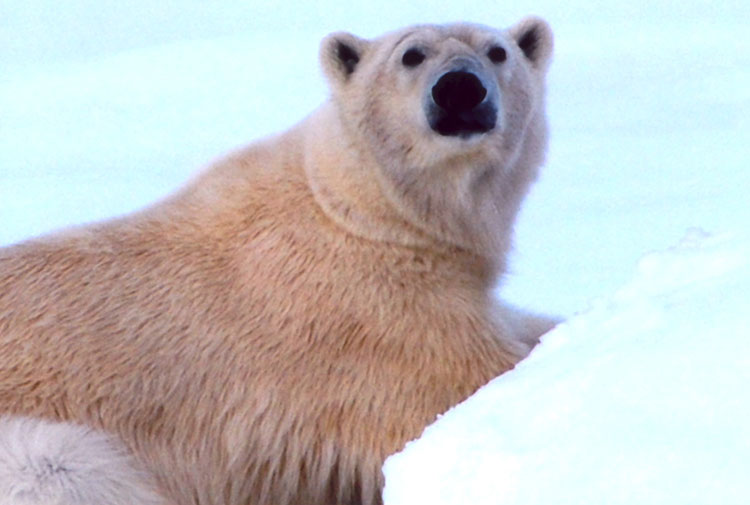 A polar bear