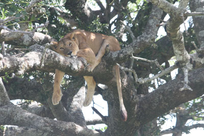 A lioness relaxing in a tree in Serengeti National Park.