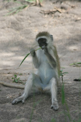 A black-faced vervet monkey in Tarangire.