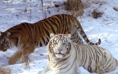 A white tiger and a Siberian tiger at Heilongjiang Siberian Tiger Park.