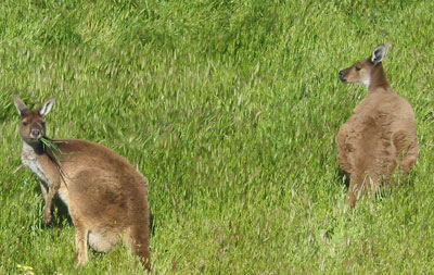 Kangaroos can be seen bounding through fields and munching grass in the Great Southern.