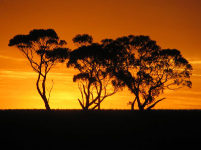 Eucalyptus trees at sunset.