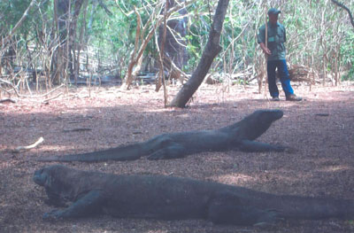 Komodo dragons and one of the guards. Photo by Ronald Dohanick