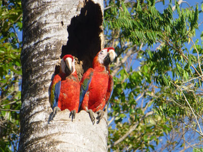 Scarlet macaws at the ARA Project, a zoological park at Punta Islita.