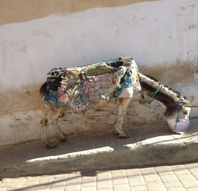 Donkey with an elaborate saddle seen in a narrow alleyway in Morocco.