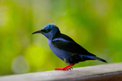 One of many birds we encountered on the trip. Photo courtesy of Proexport