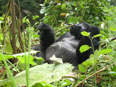 The second in rank of the two silverbacks in the Umubano family stripping the leaves off a branch.