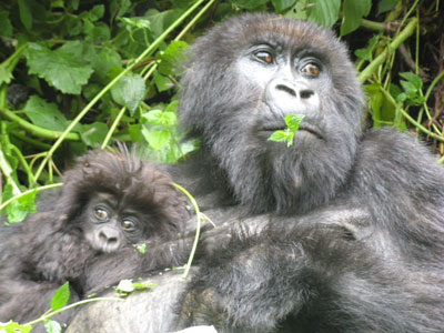 I was watching this mom and her baby and got lucky to catch her just as she was popping a snack into her mouth.