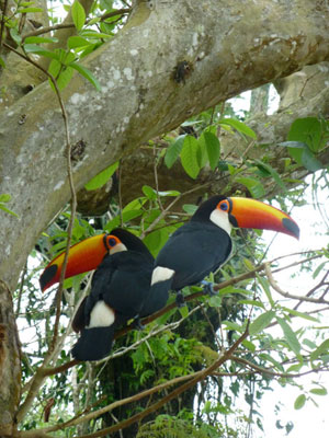 Toucans posing at Iguaçu Falls.