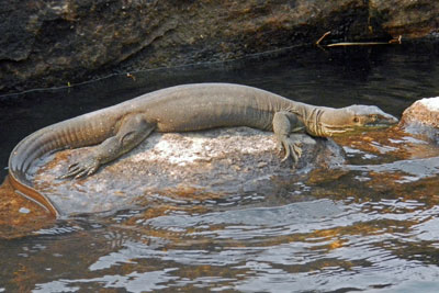 This water monitor kept us company as we swam in a billabong.