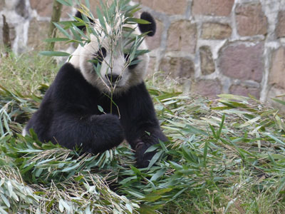 A panda chomping on his breakfast after we cleaned the enclosures.