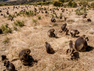 These gelada baboons are digging to find the moist roots of the grass that dried out during the mid-October to mid-March dry season. They paid little attention to us as we walked among them.