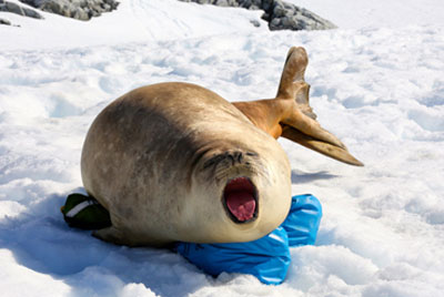 A seal “guards” our excursion equipment (which the staff was able to retrieve after he moved on).