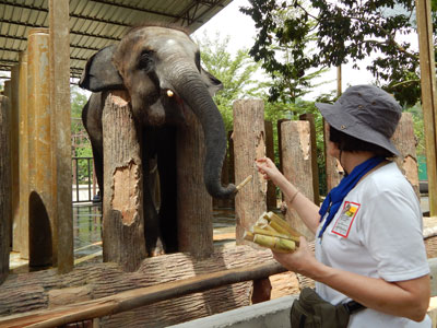 Jann Segal feeding an elephant at a sanctuary in Malaysia.